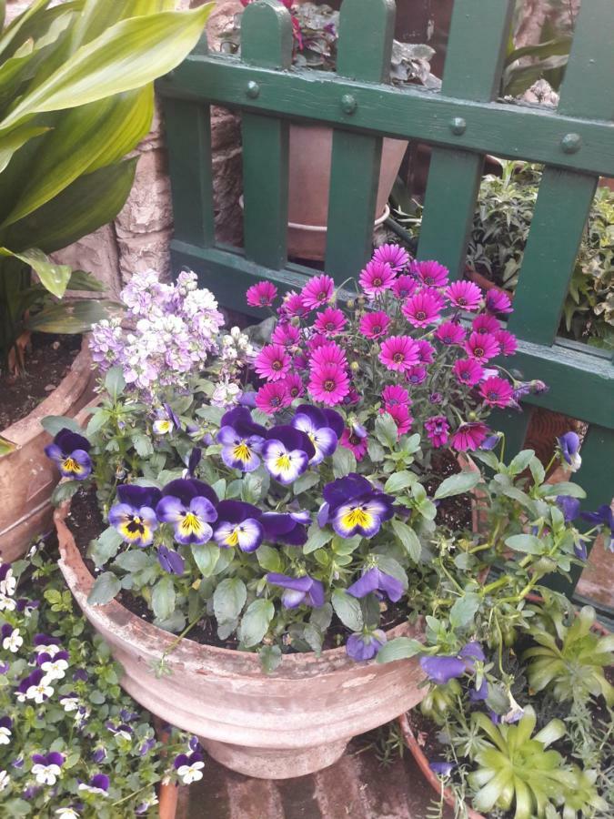 La Viola Di Assisi Otel Dış mekan fotoğraf